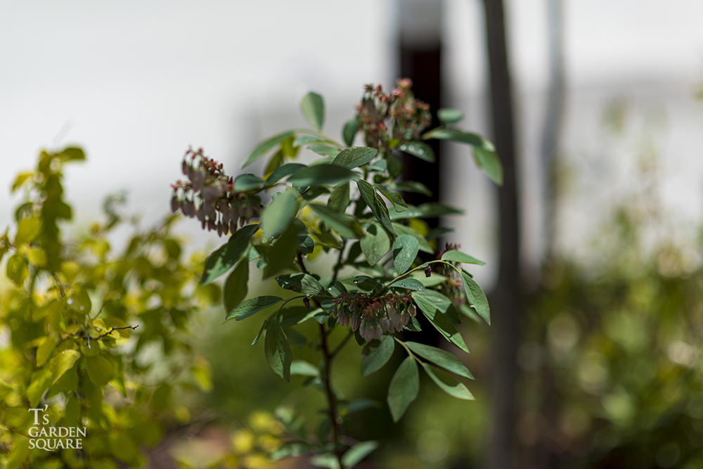 ブルーベリー花