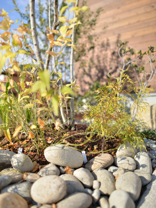 フィりフィラオ―レア