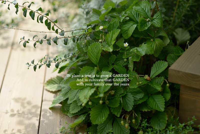 イチゴイメージ　家庭菜園