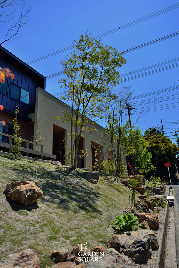 シマトネリコ画像