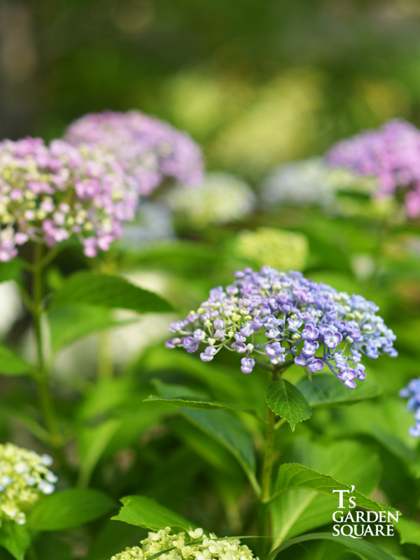 オタフクアナベル