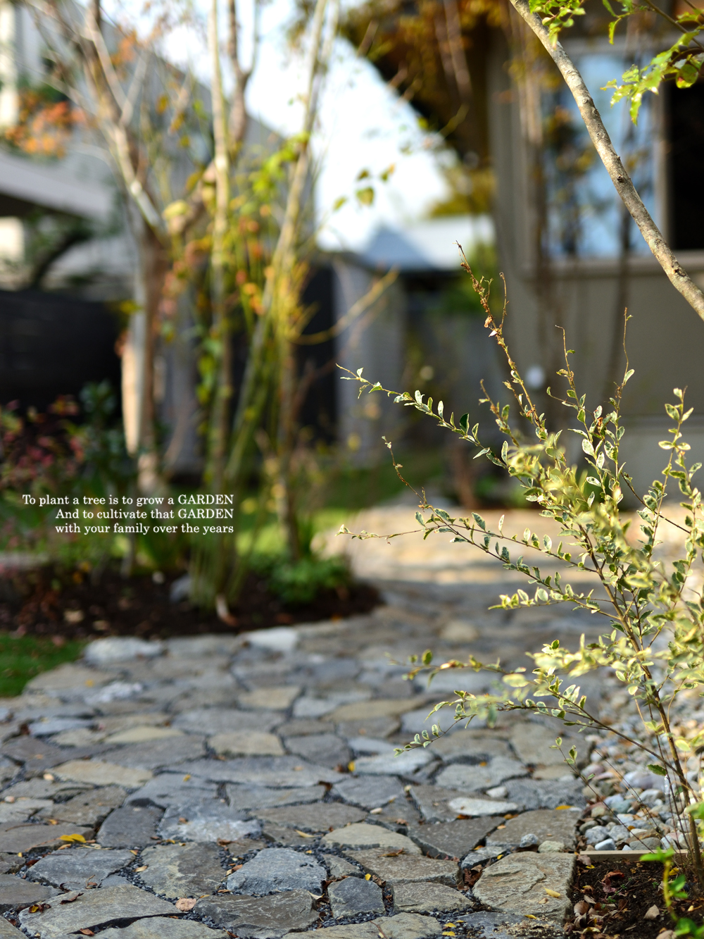 シルバープリペット