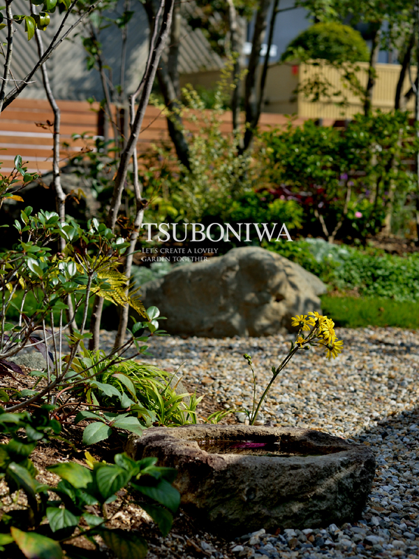 つくばい　ツワブキ