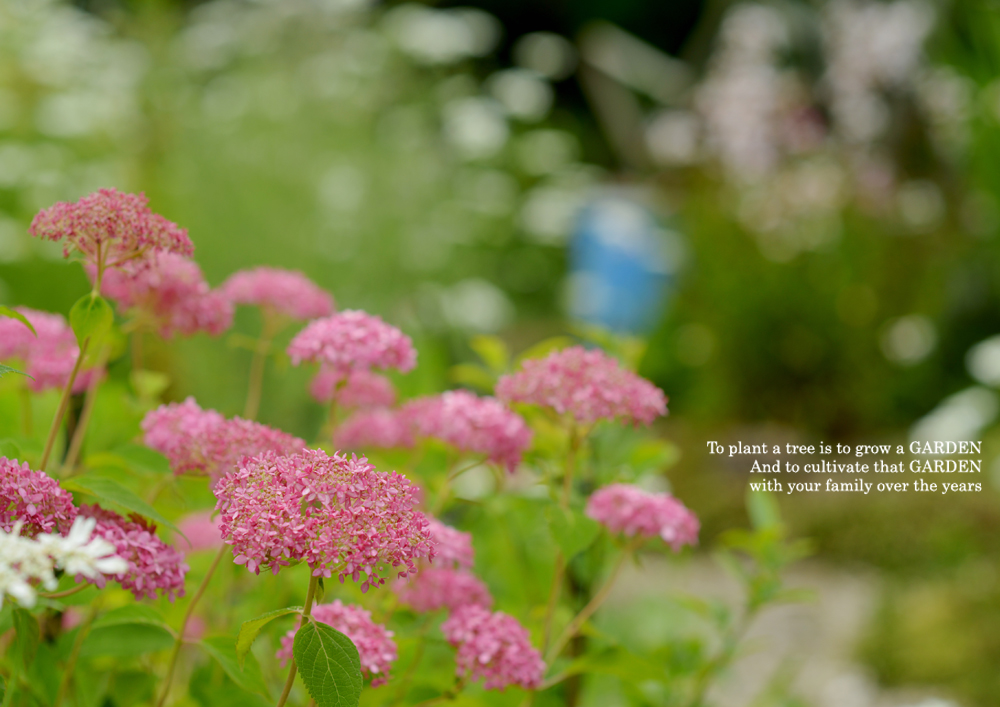 ピンクアナベル