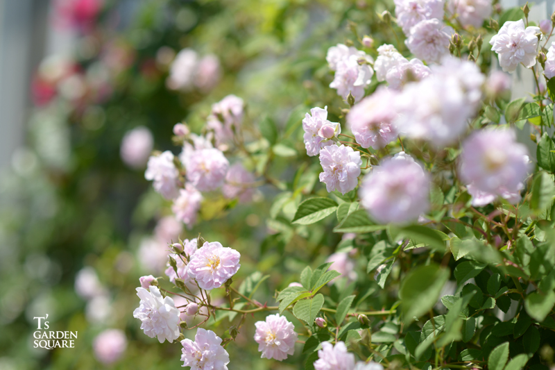 ポールズ・ヒマラヤン・ムスク