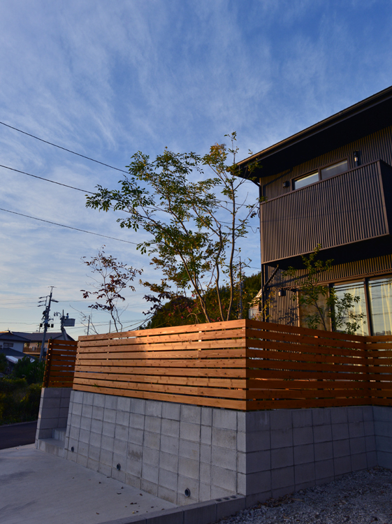 シマトネリコイメージ