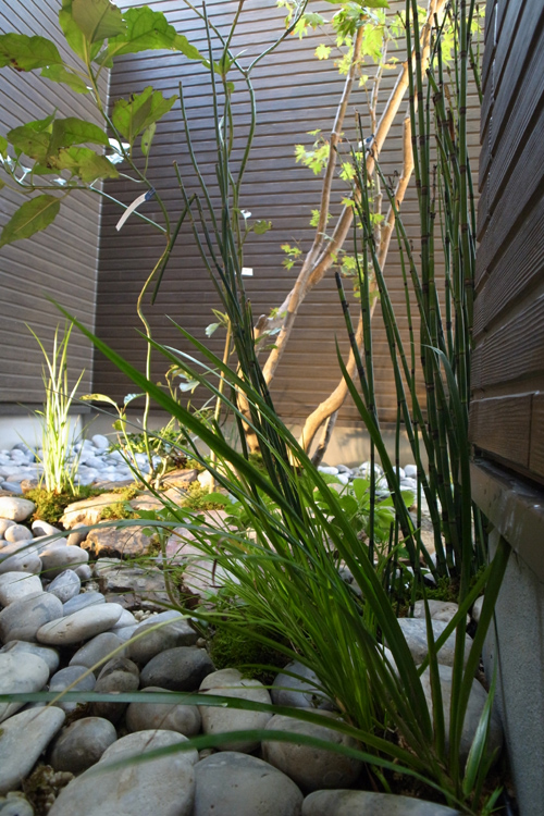 トクサイメージ　風呂坪庭