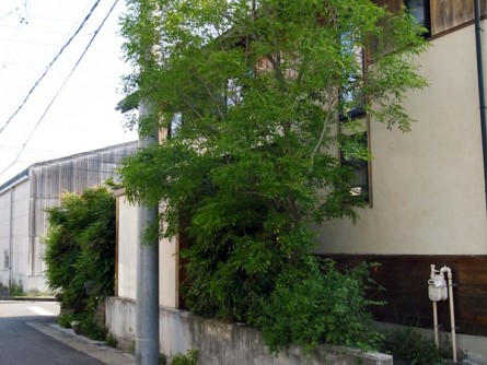 シマトネリコ剪定前