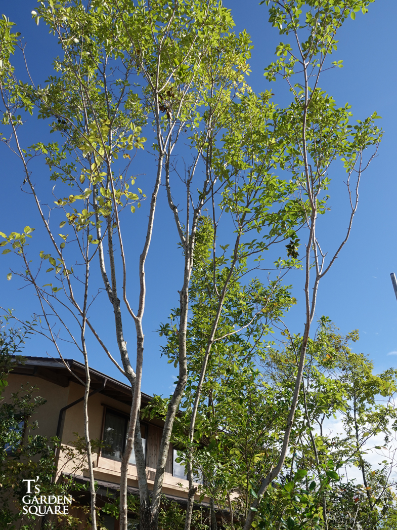 ナンジャモンジャの樹