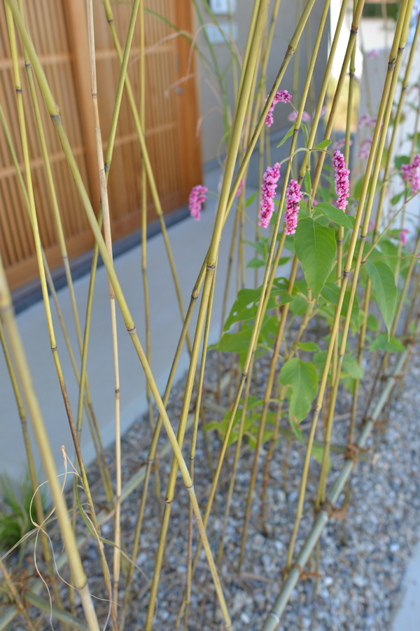 タデ　イメージ