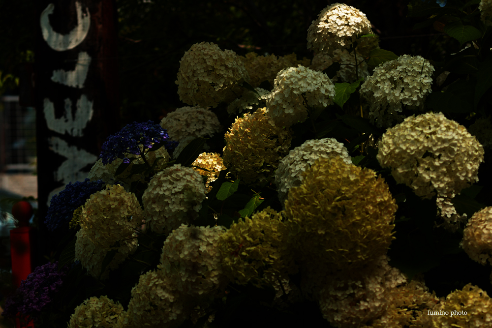 スポットライト