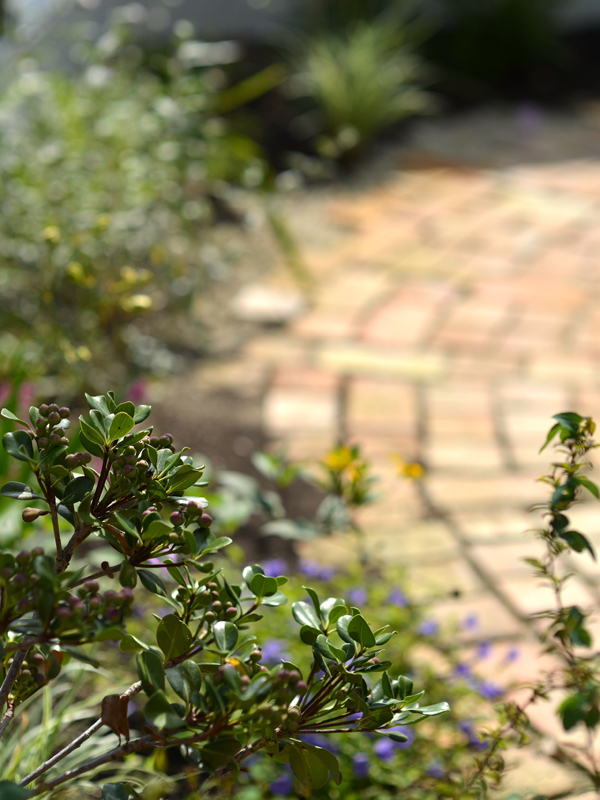 マルバシャリンバイ