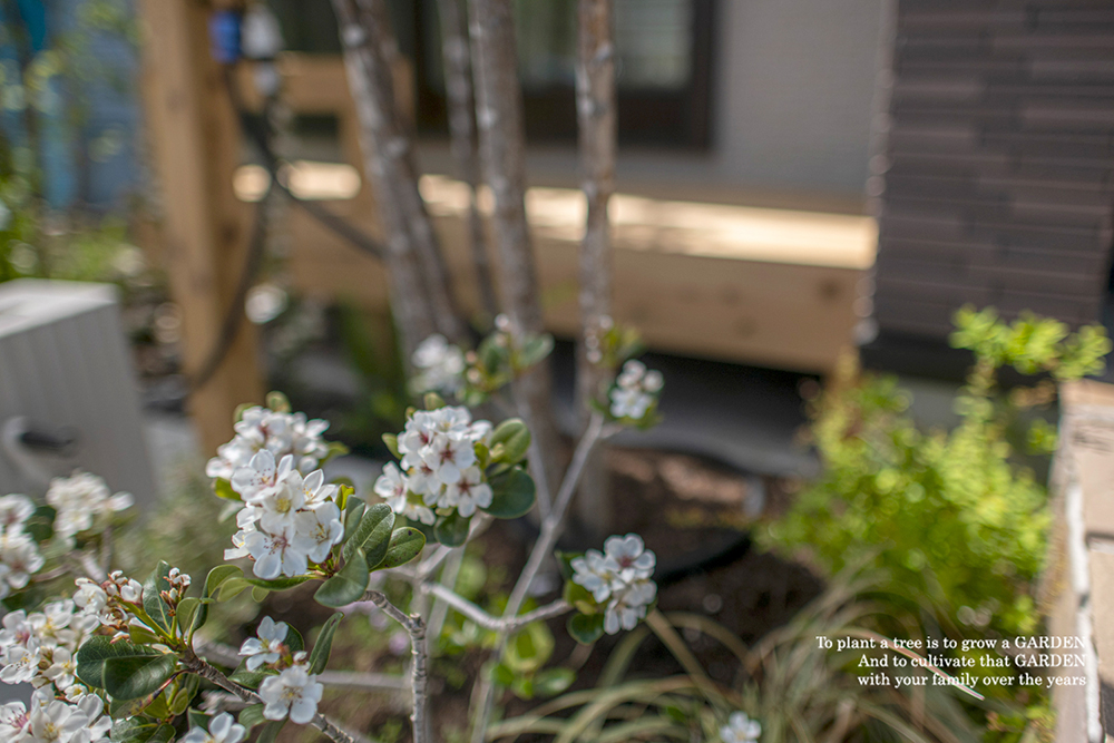 マルバシャリンバイ