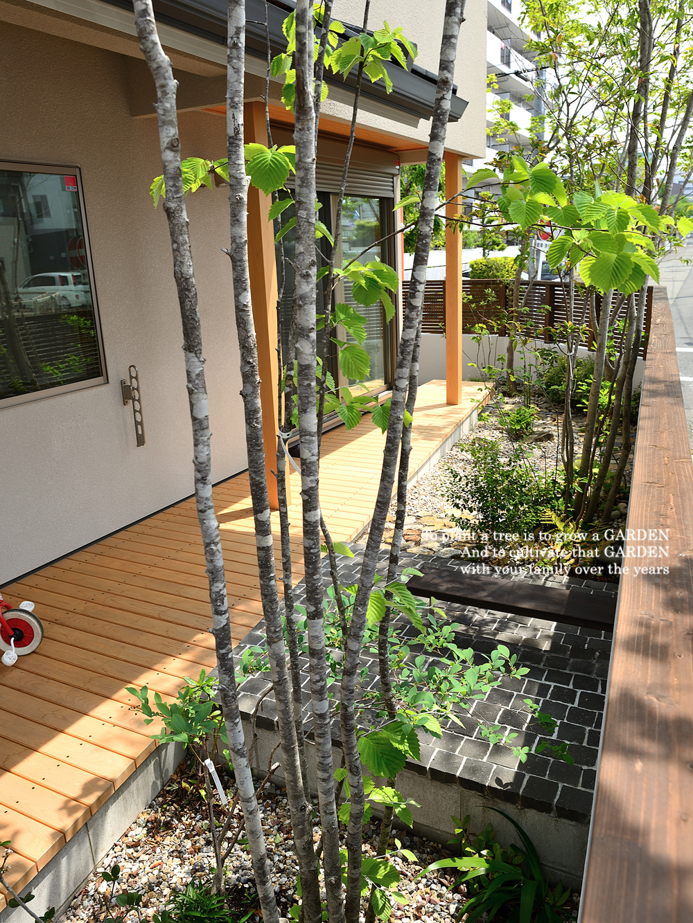 アズキナシの樹皮はアオダモに似ている