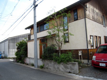 シマトネリコ剪定後