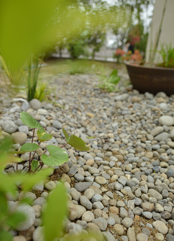 ツワブキイメージ