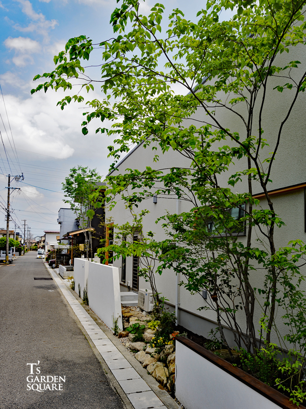 ヤマボウシ雑木の庭