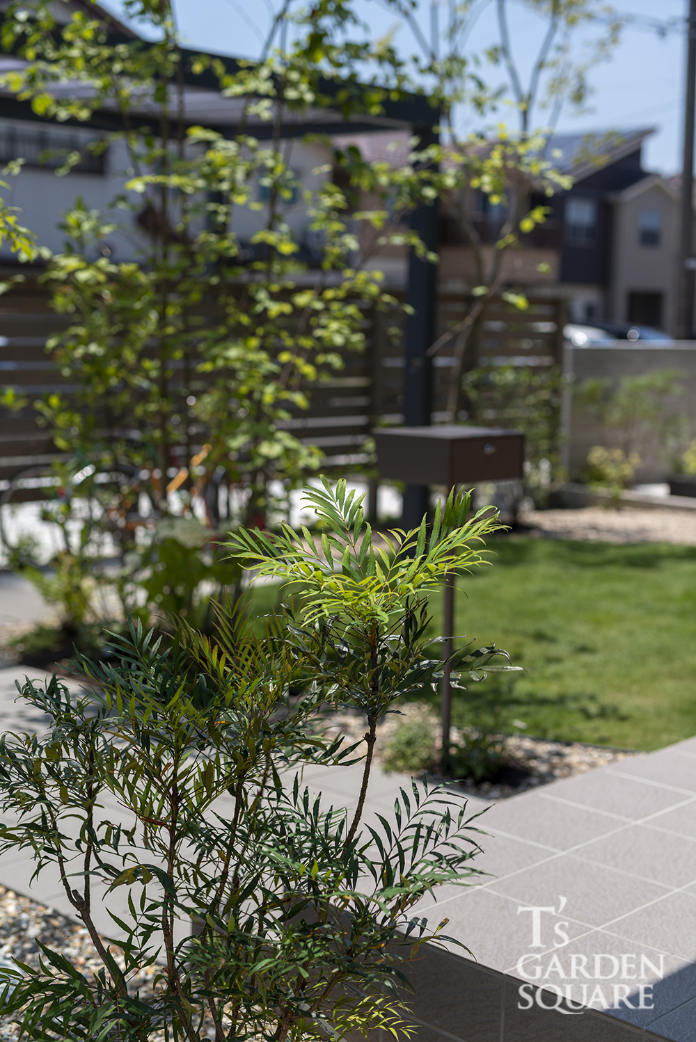 マホニアコンフューサー清流