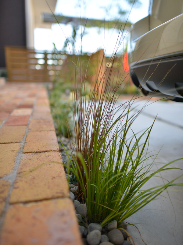 カレックスイメージ