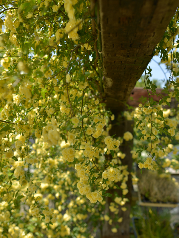 モッコウバラ画像