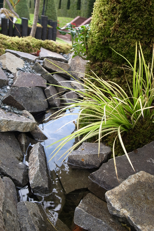 オオゴンセキショウと川の庭