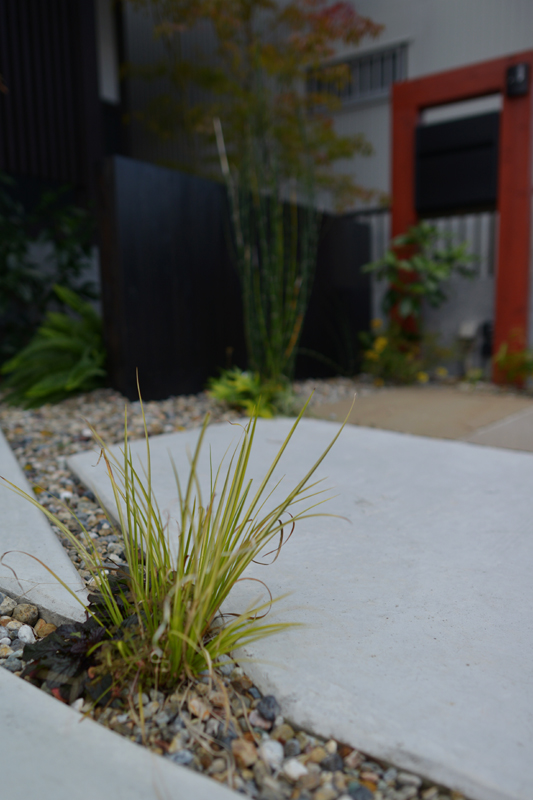 オオゴンセキショウ