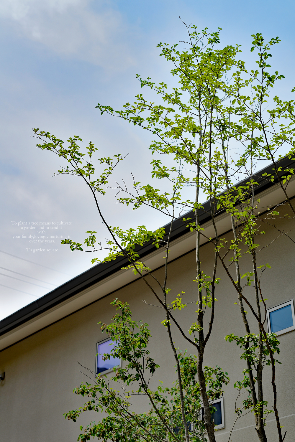 雑木の庭アオハダ