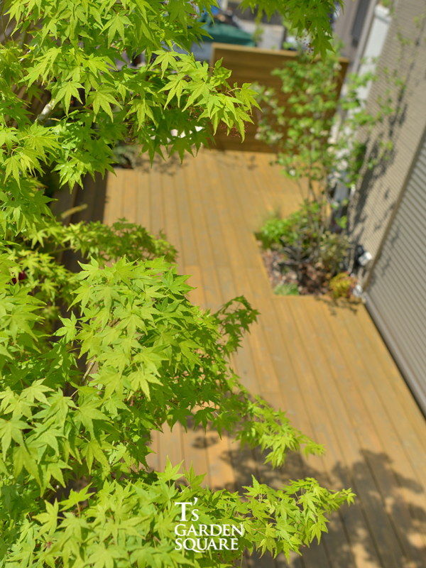 デッキ上からモミジ