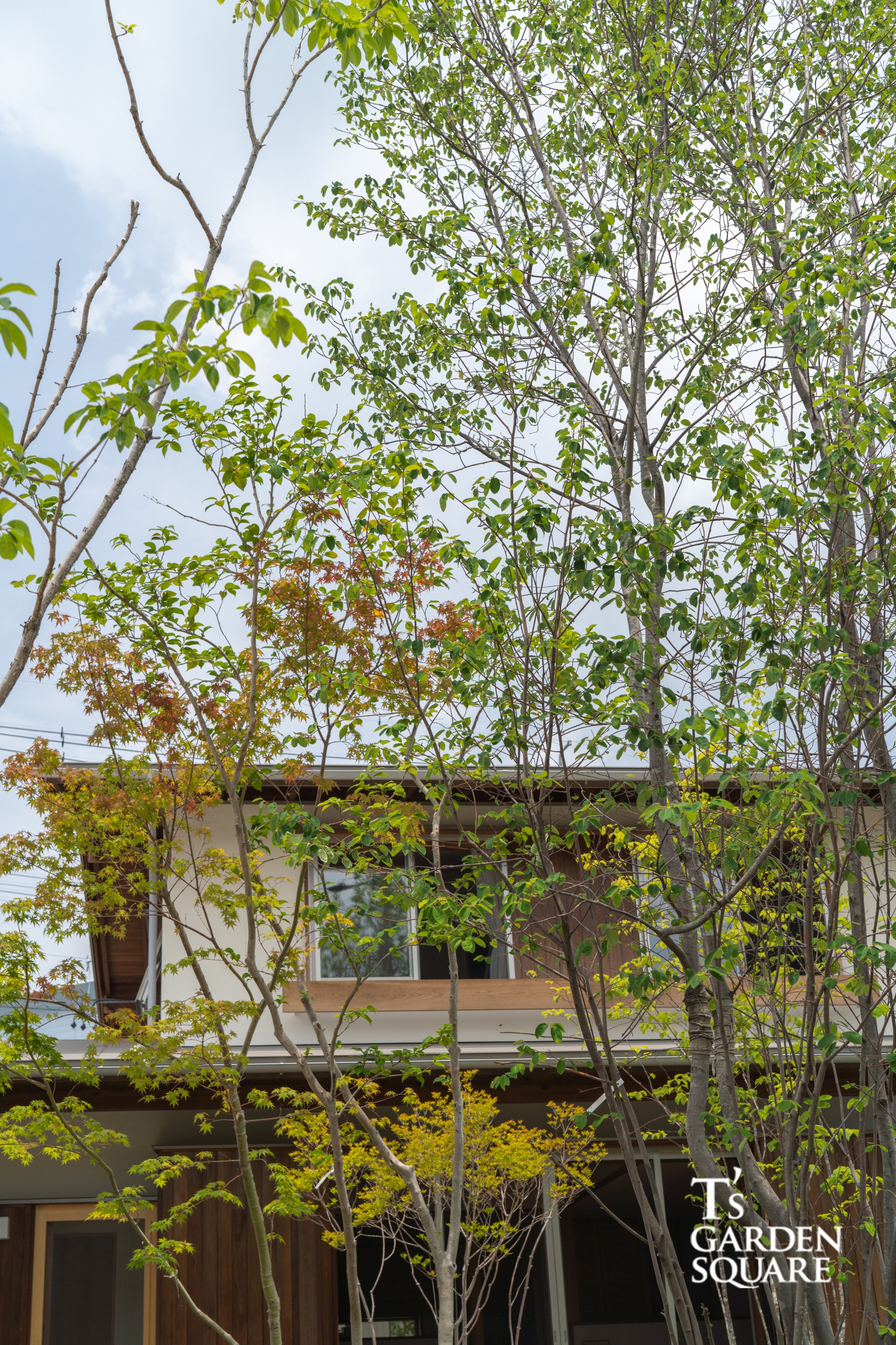 ジューンベリー雑木の庭