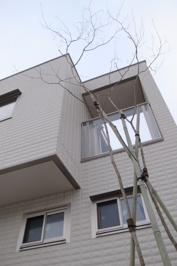 コハウチワカエデ