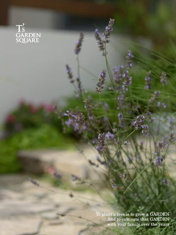 ラベンダー画像