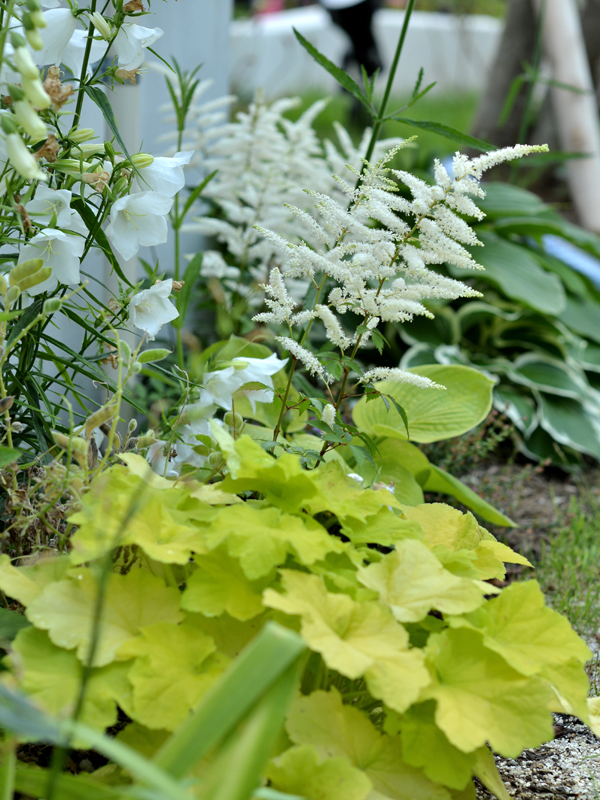 ホスタ　アスチルべ