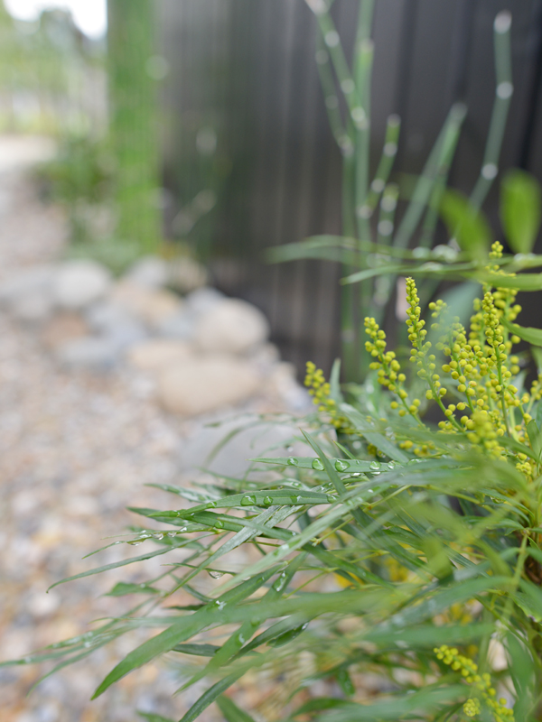 マホニアコンヒューサー