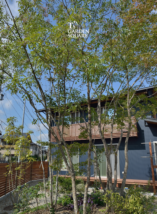 モミジとシマトネリコ　シンボルツリー