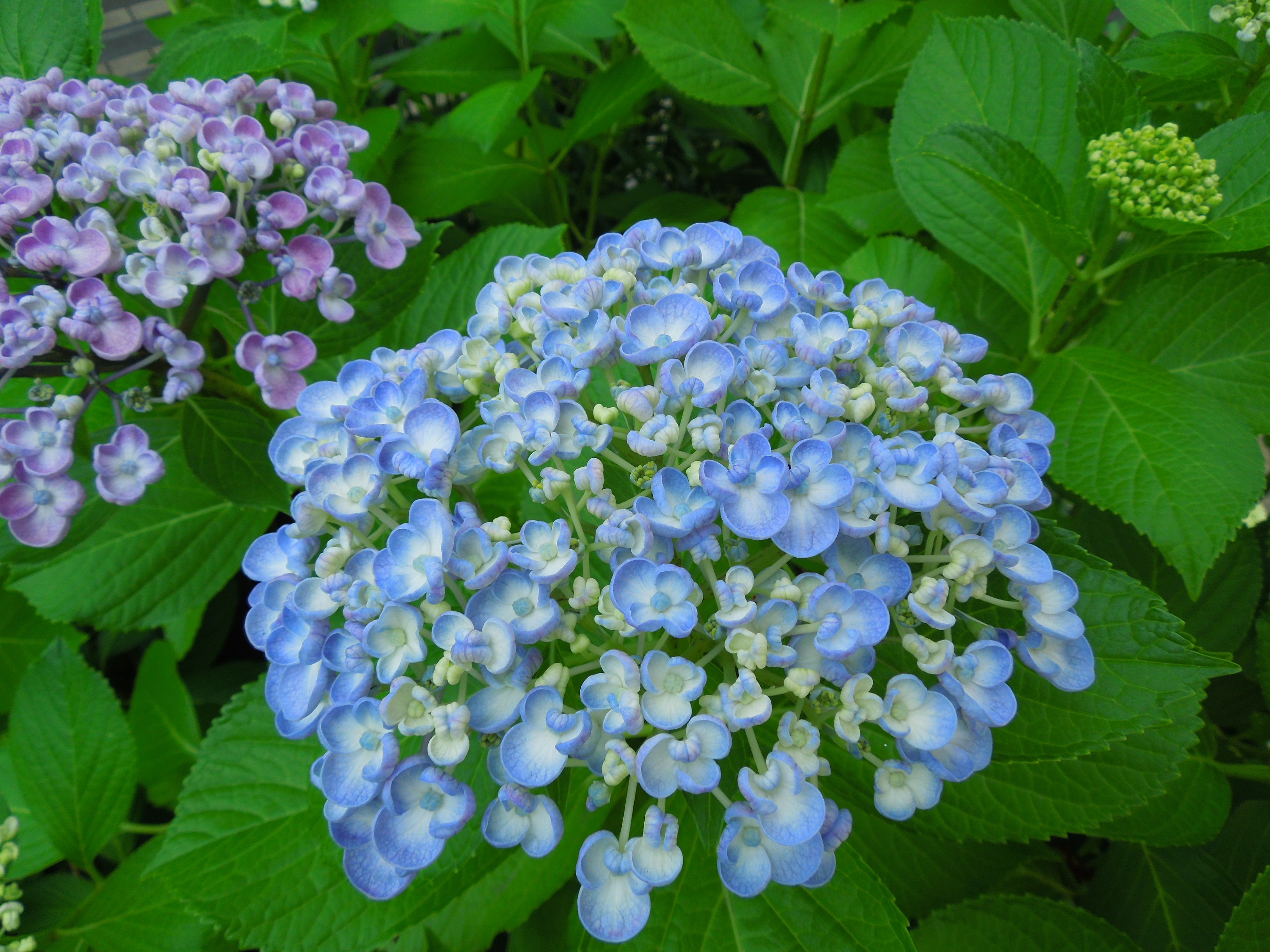 オタフクアジサイ