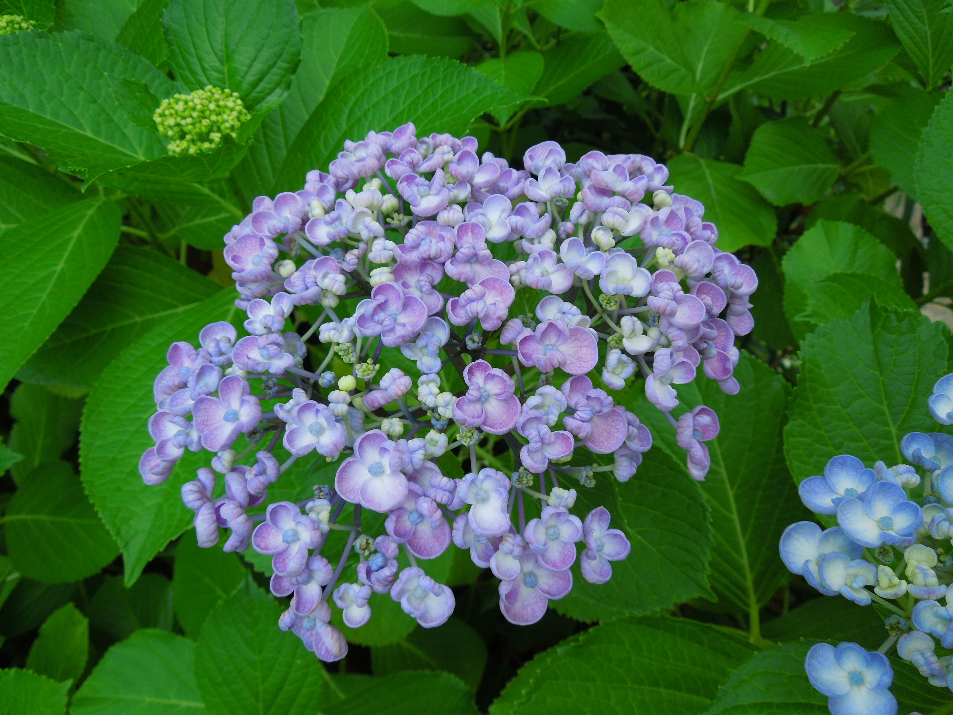 オタフクアジサイ