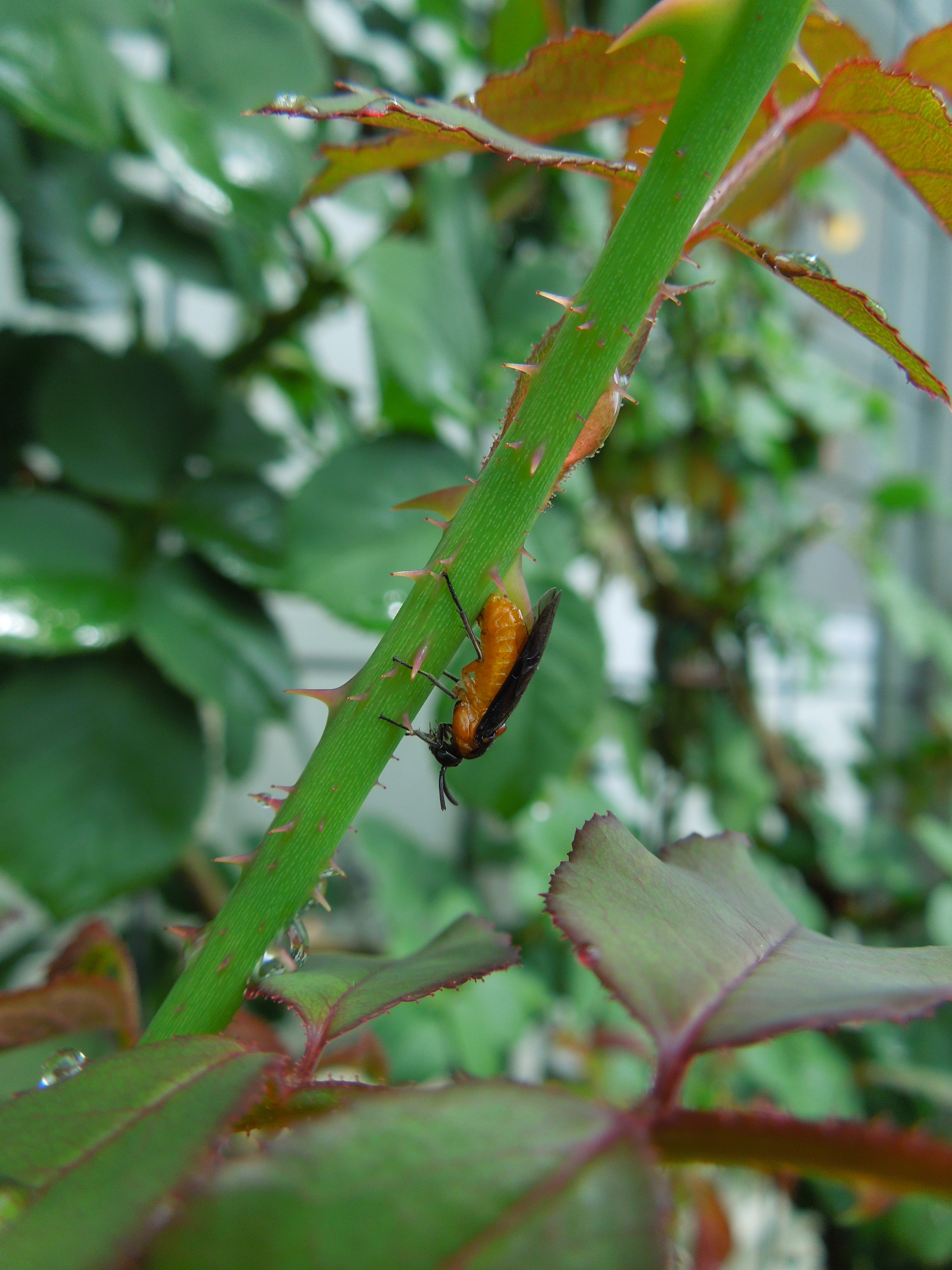 チュウレンジバチ