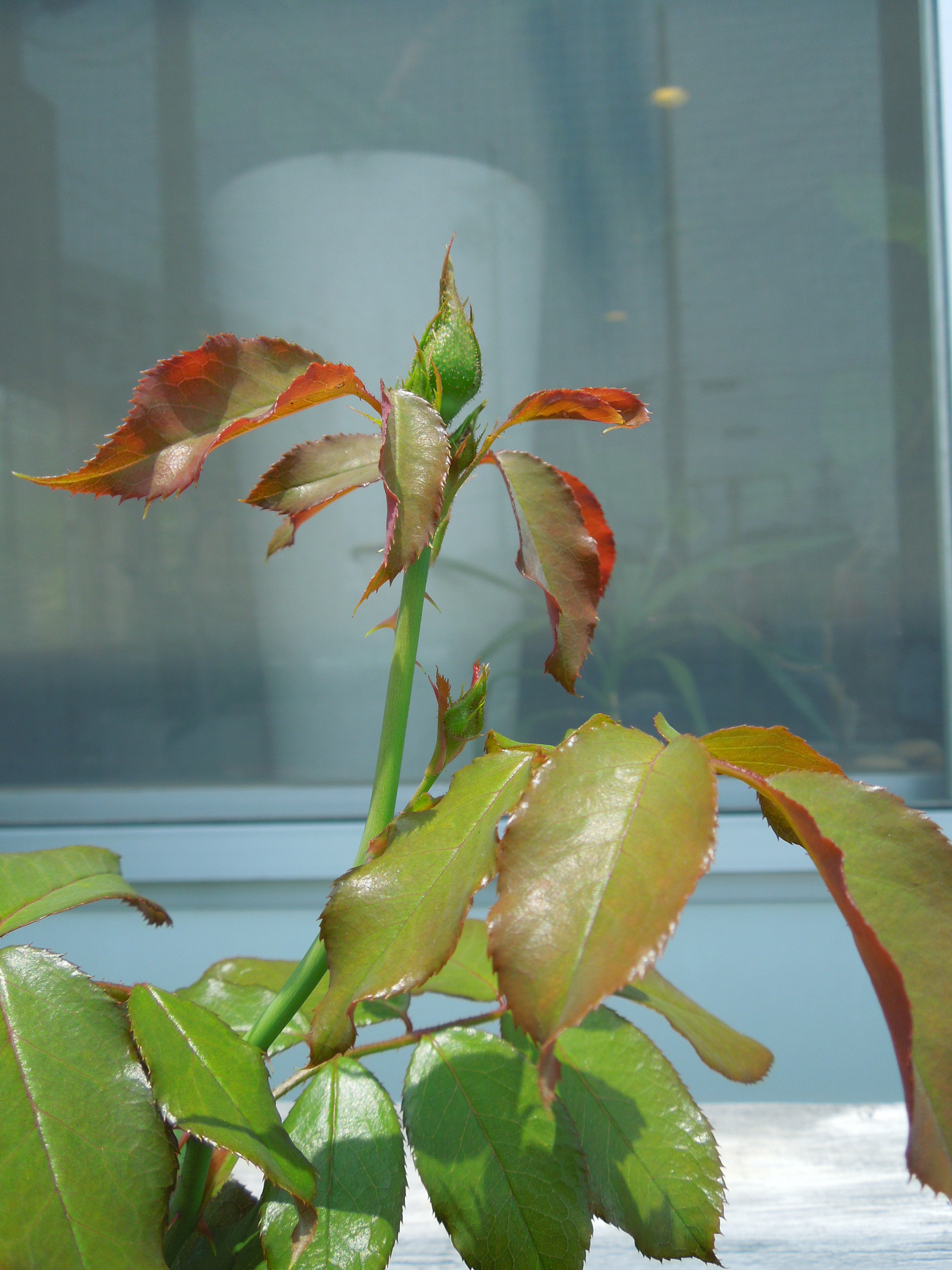 ギー・サヴォア