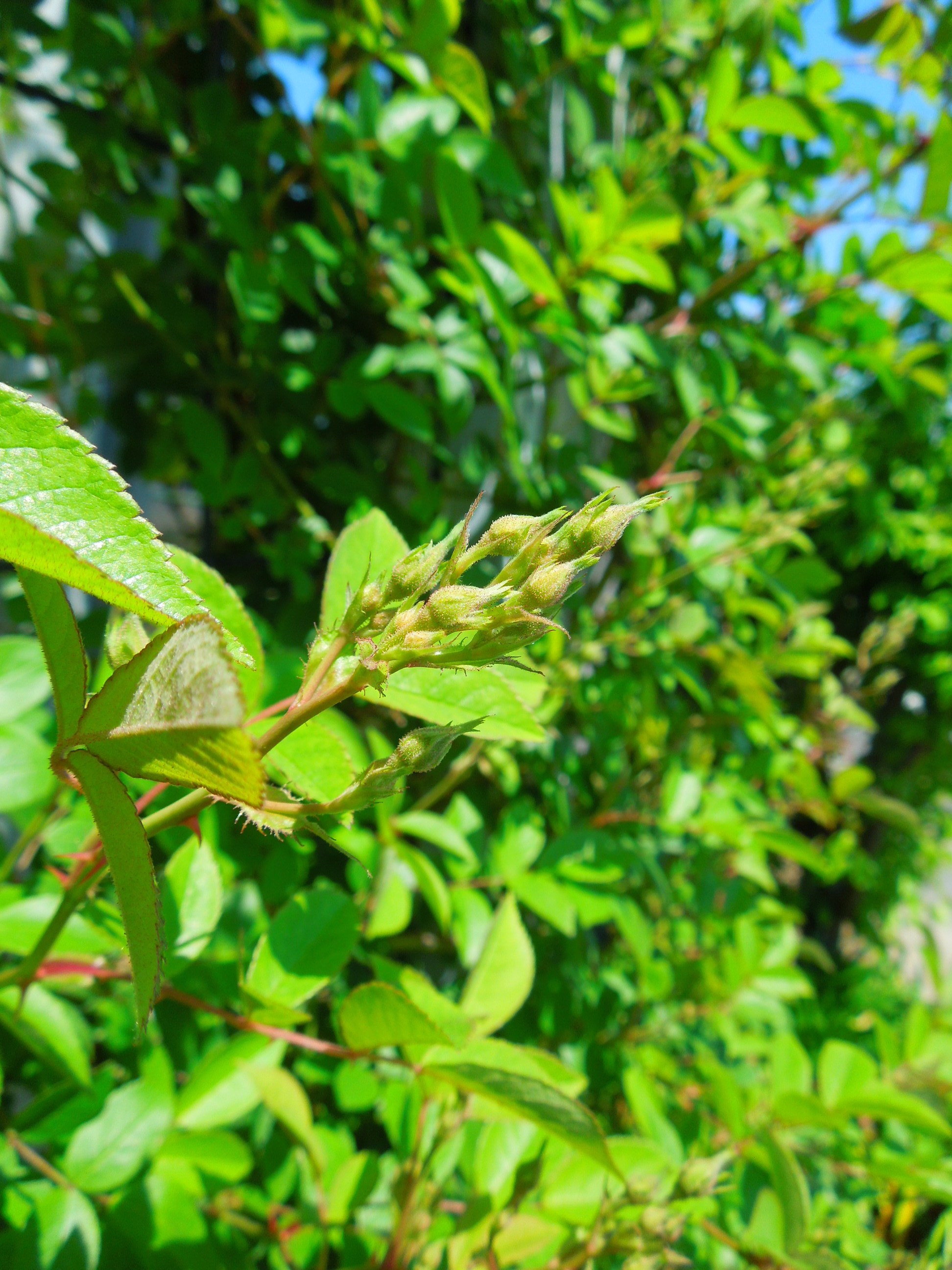 ポールズヒマラヤンムスク蕾