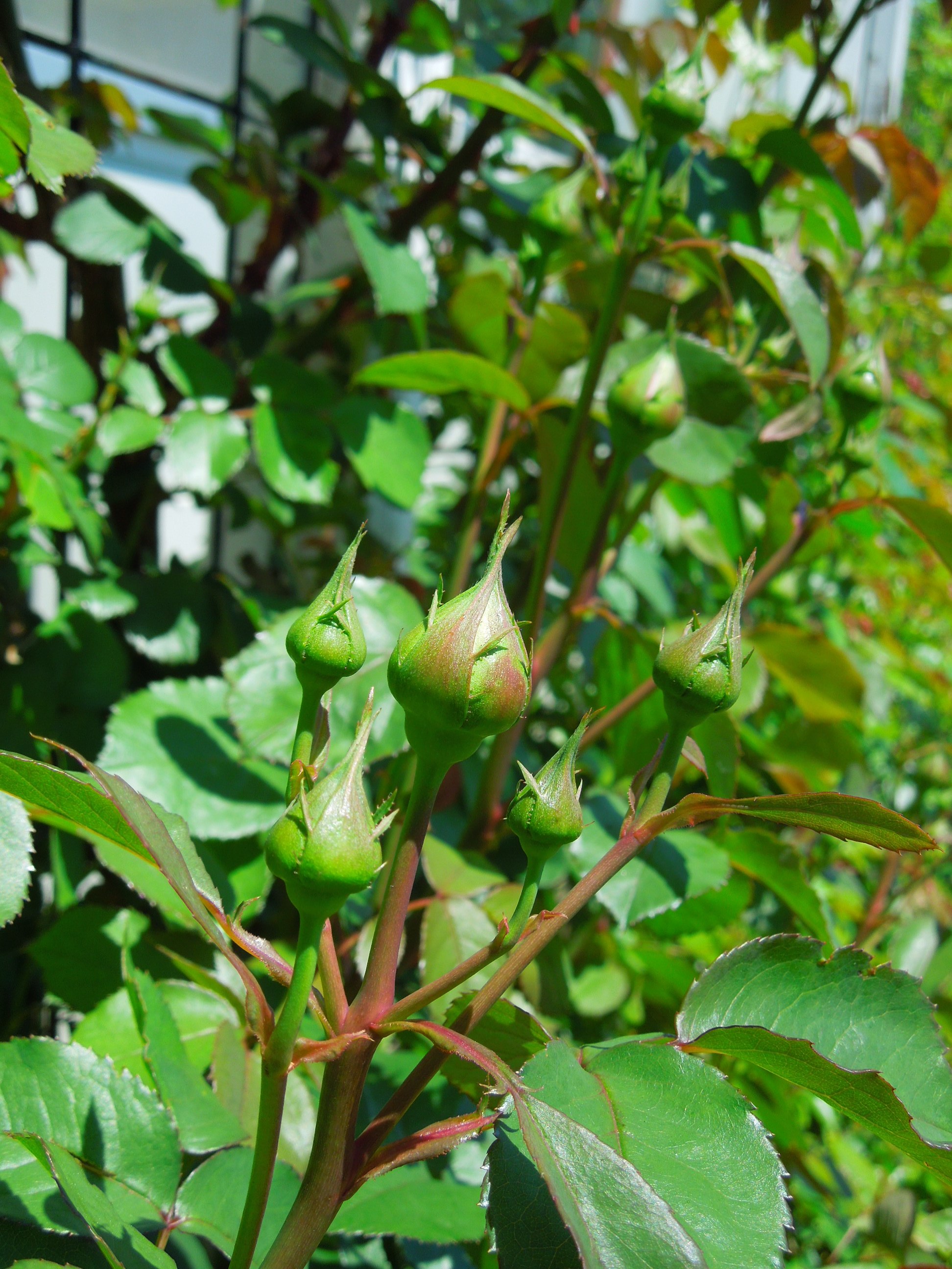 シャンテロゼミサト蕾