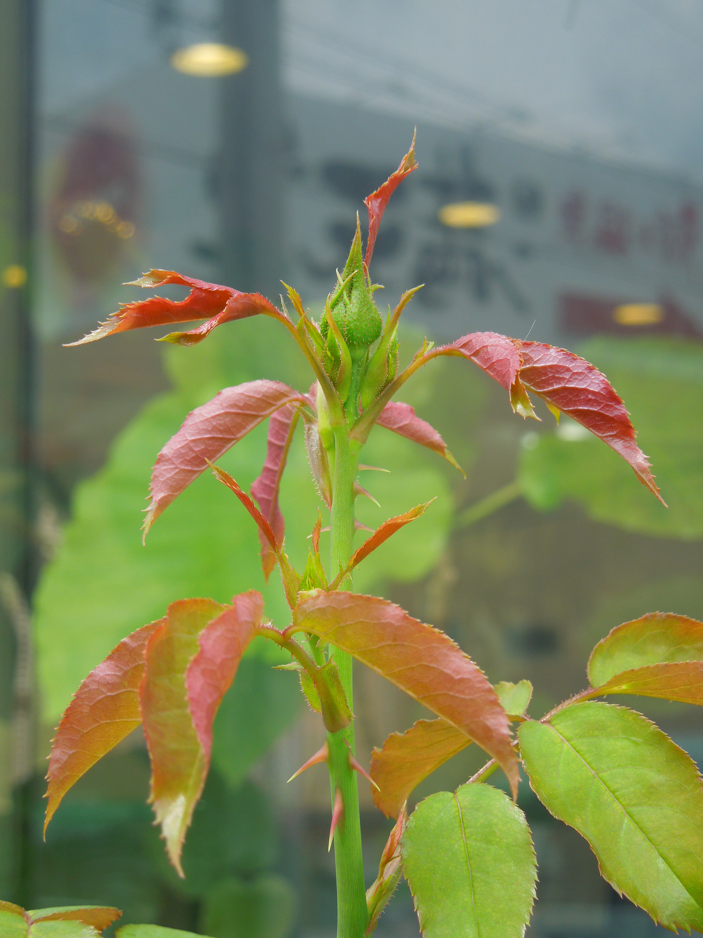 ギー・サヴォア