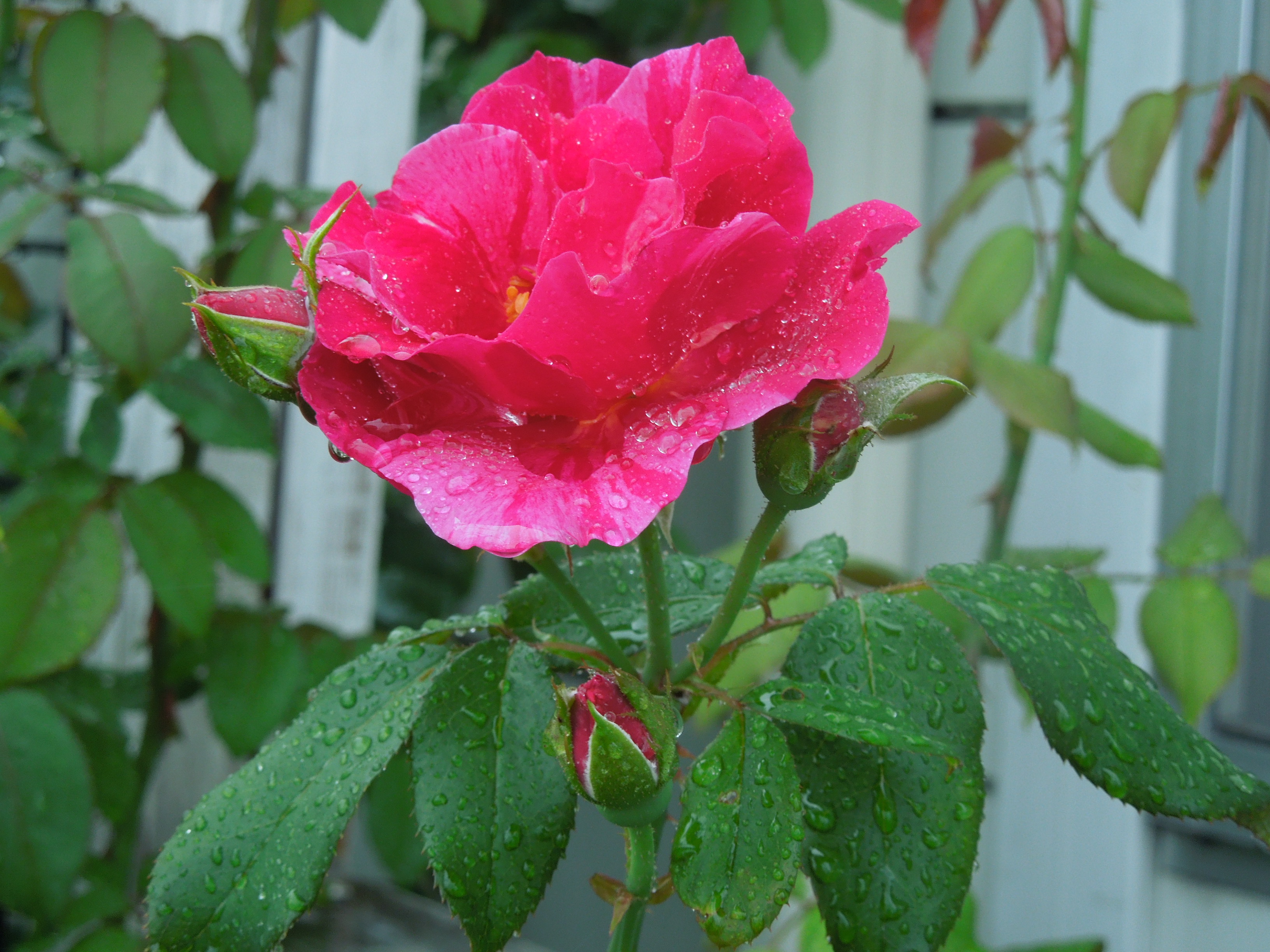 ギー・サヴォア花