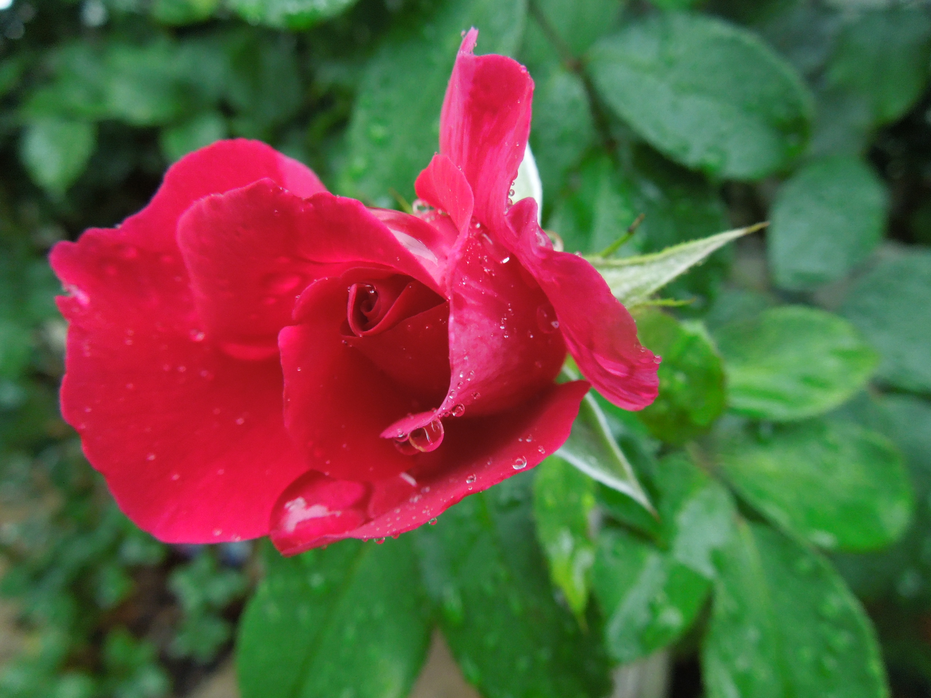 ギー・サヴォア蕾