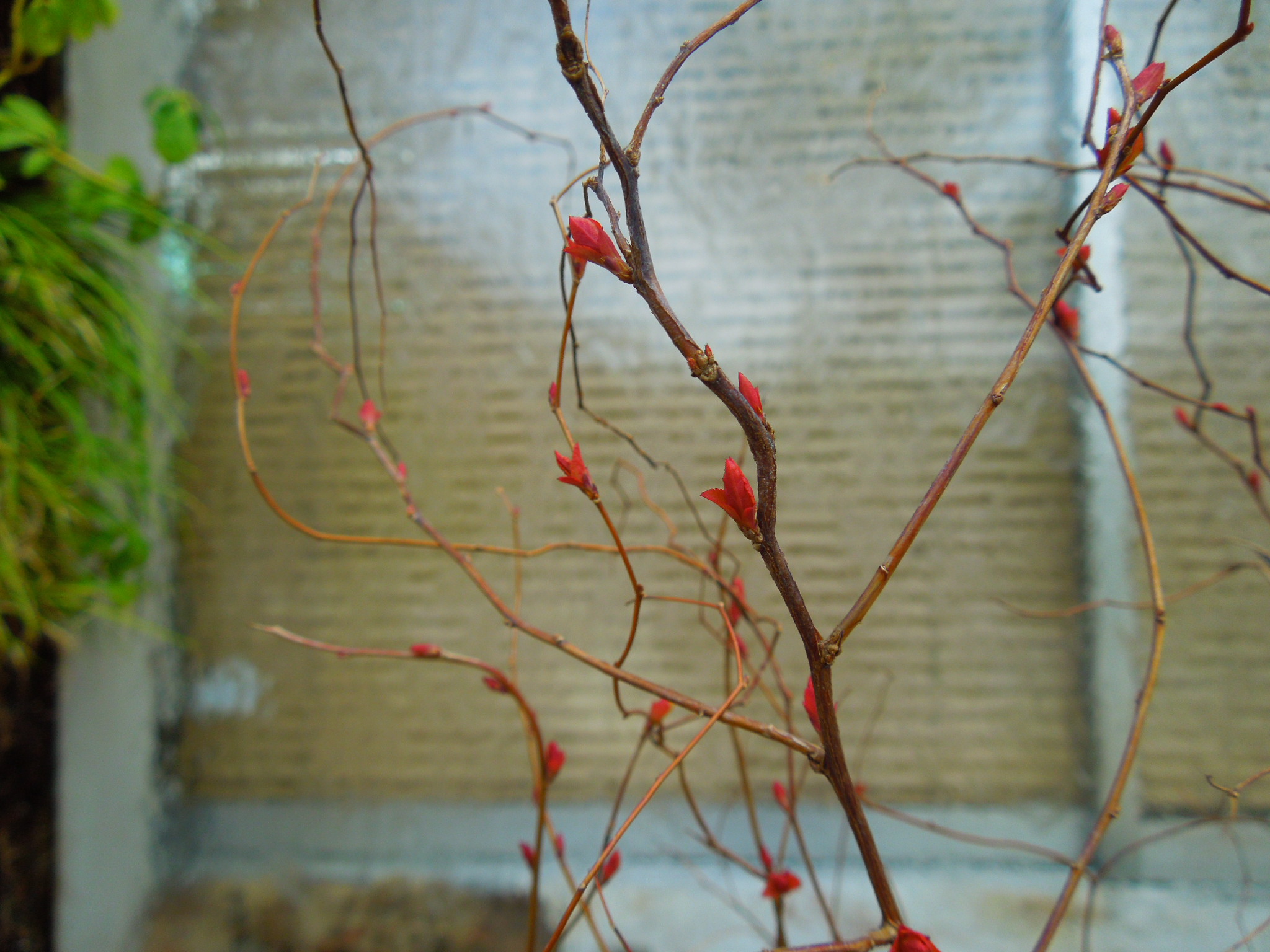 シモツケ・ゴールドフレイム