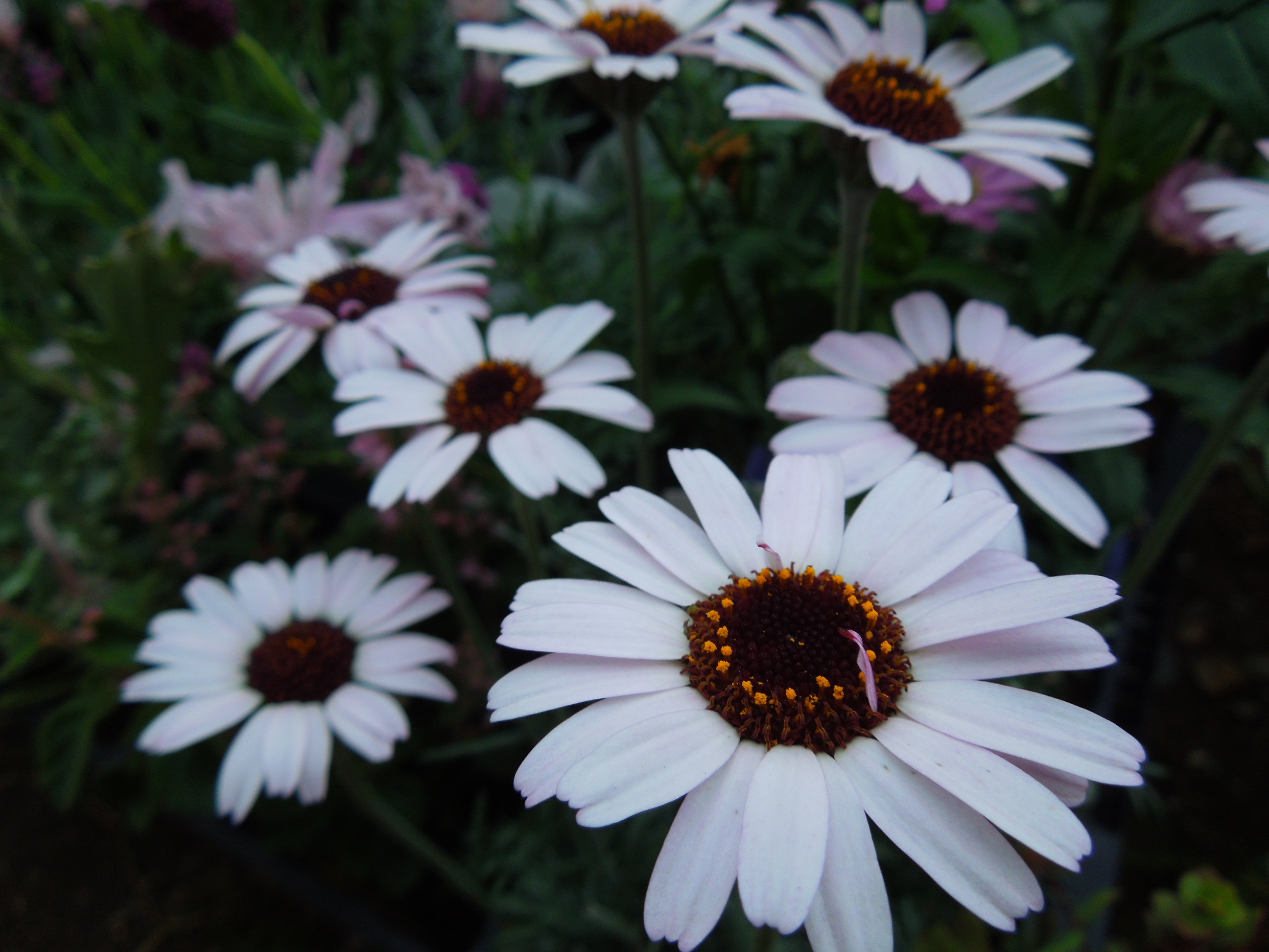 ローダンセマム