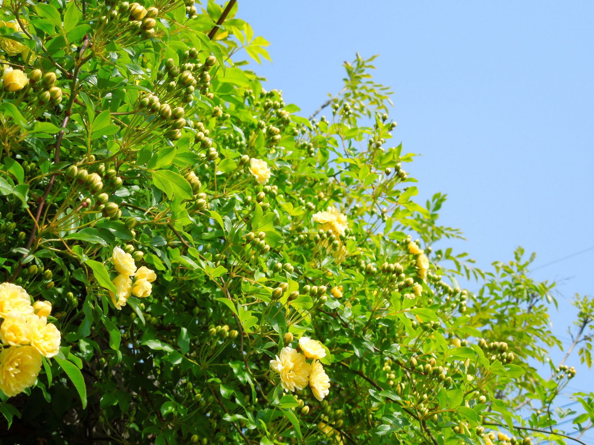 モッコウバラ蕾