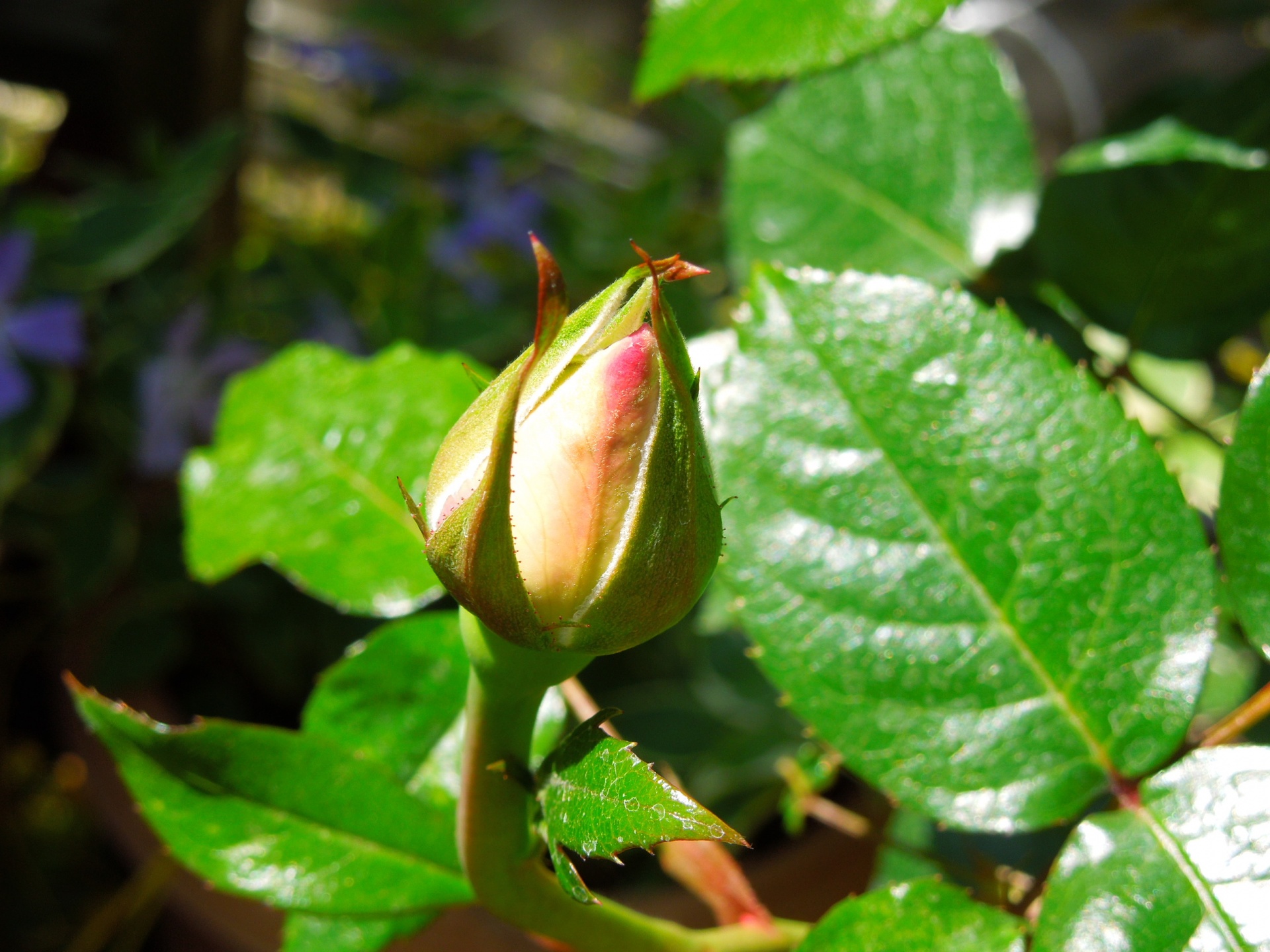 エモーション・ブルー