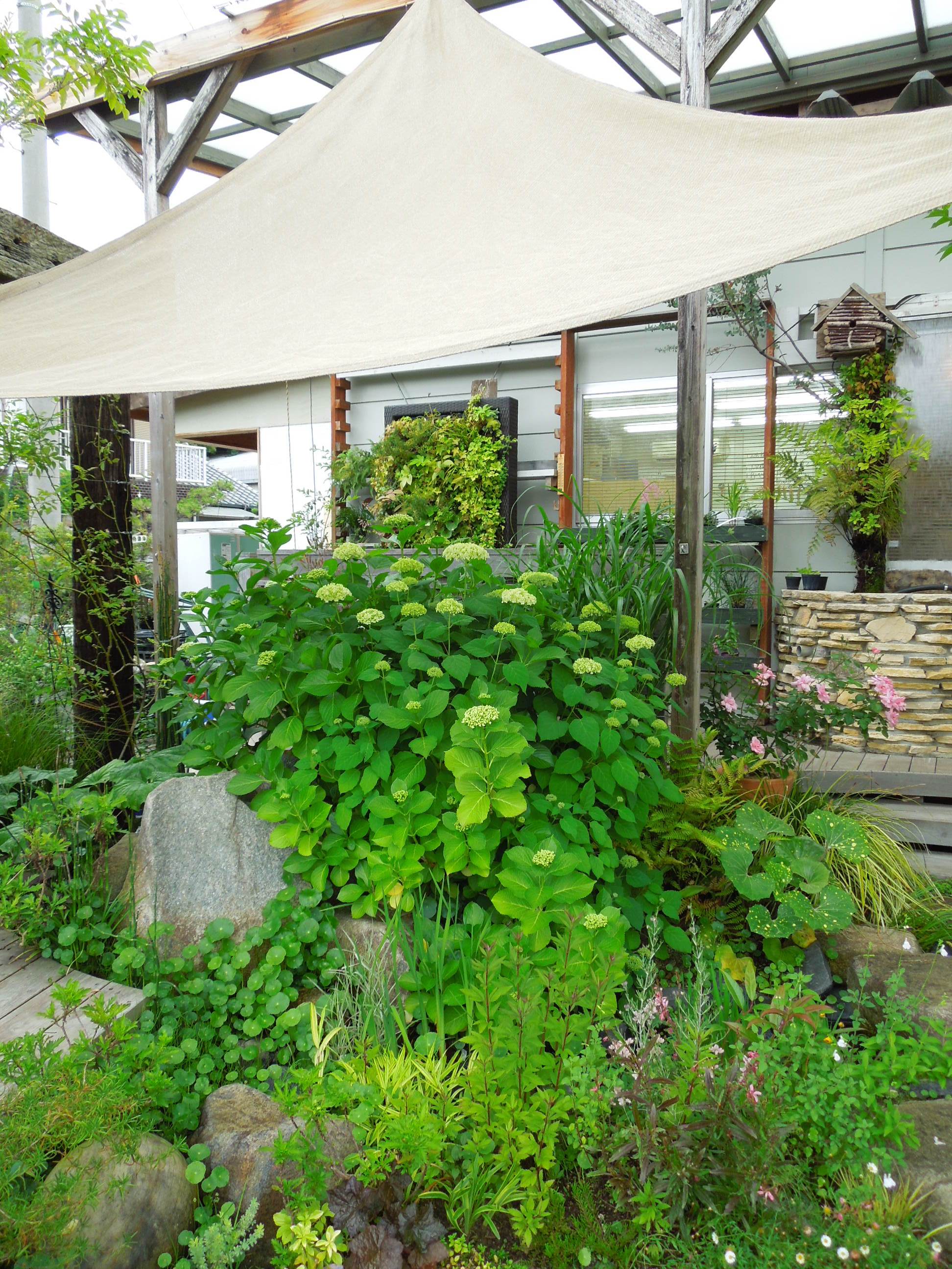 2013.5.30アジサイ