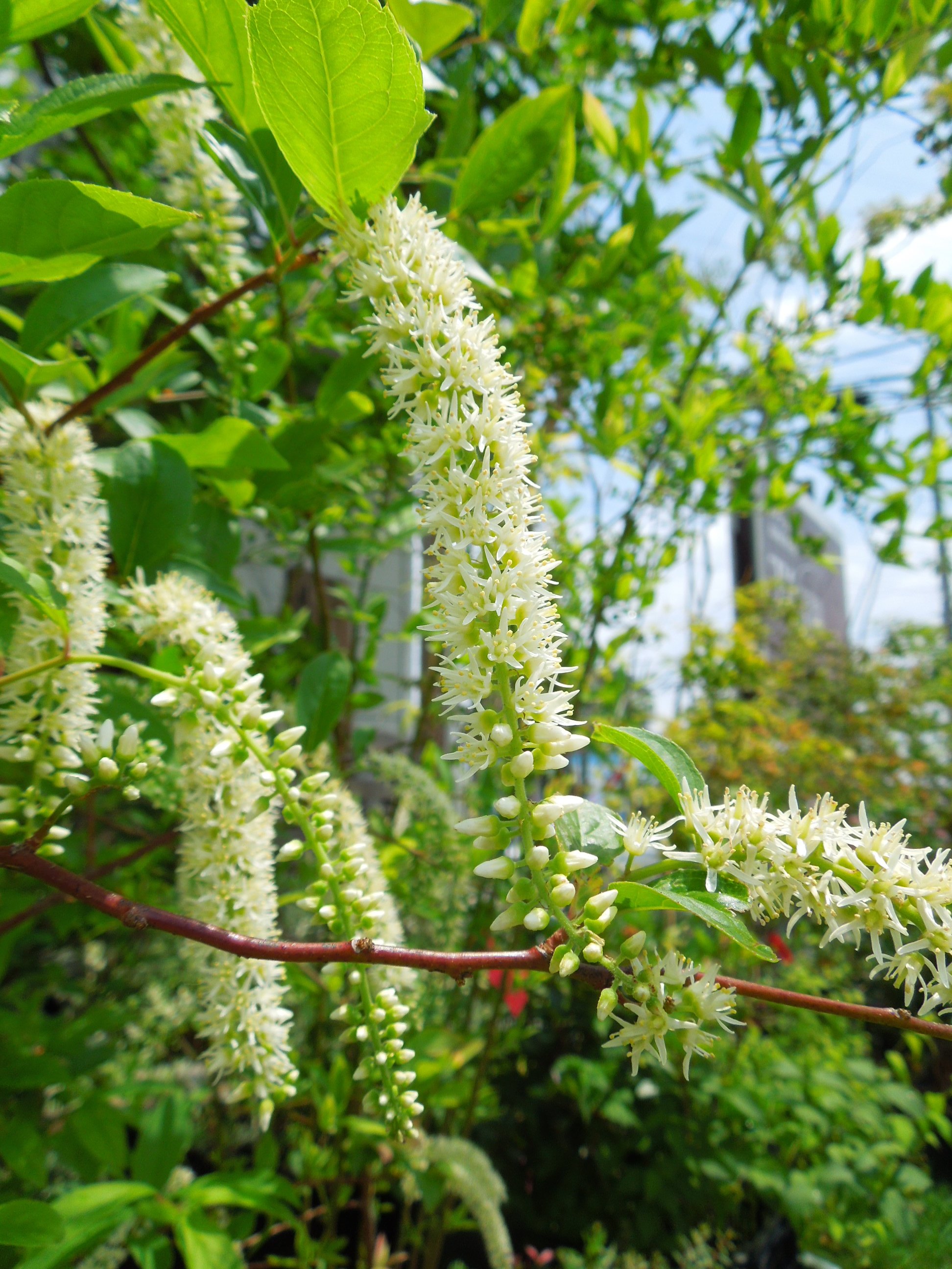 コバノズイナ花