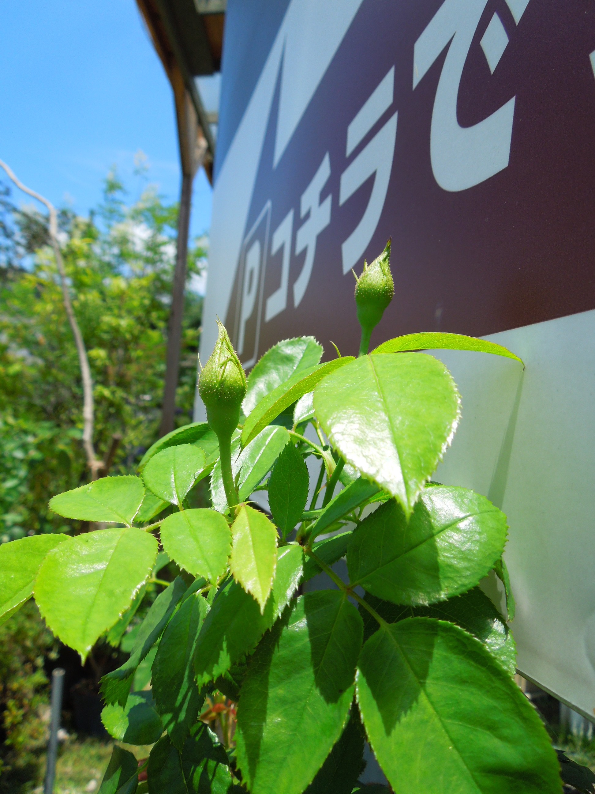 ギー・サヴォア蕾